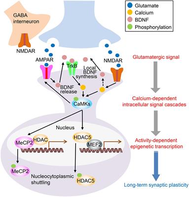 A Multiscale View of the Mechanisms Underlying Ketamine’s Antidepressant Effects: An Update on Neuronal Calcium Signaling